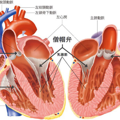 心臓の内部構造のイメージ