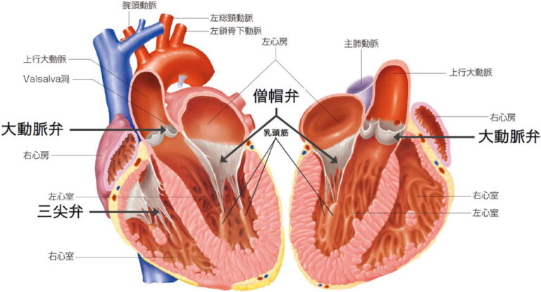 心臓弁膜症:心臓弁膜症とは? – 医療法人恵山会 丸山病院