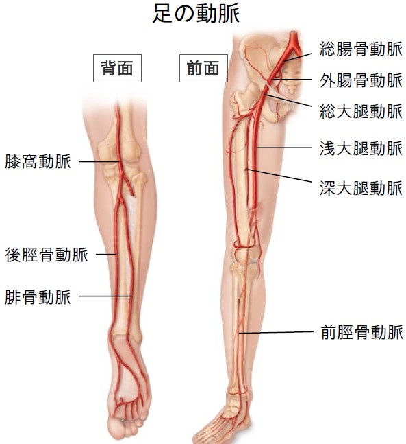 足の動脈